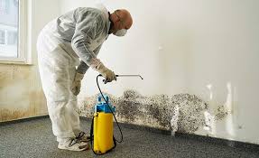 Trusted Buda, TX Mold Remediation Experts